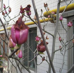 紫玉兰的种植与养护指南