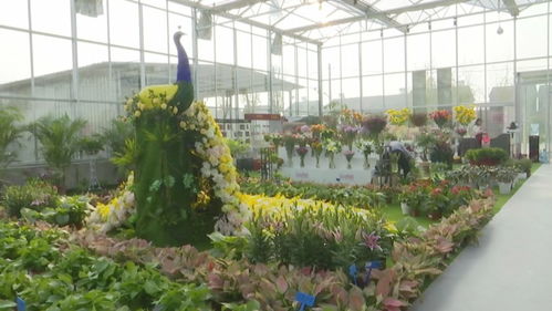 花间密码 特色花卉种植，从这里起航