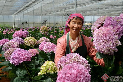 昆明市晋宁宝峰绣球花俏销国内外市场