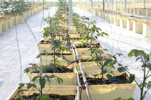 十三五新坐标 农业科技馆引领花卉种植新篇章