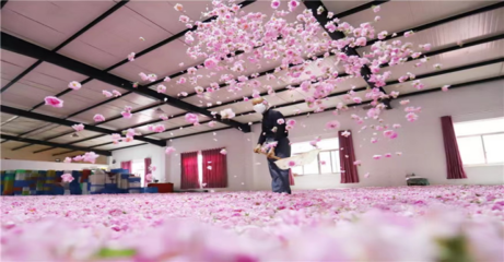 南通海安 栽下产业“花”，结出振兴“果”——花卉种植赋能乡村振兴新篇章