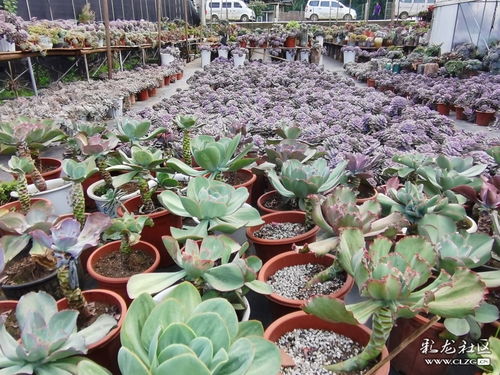 走进王官花坊 探秘姑娘们的多肉花卉种植基地