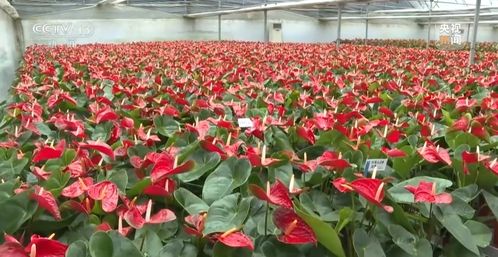 平常年里的新气象 花卉种植的温馨与日常之美