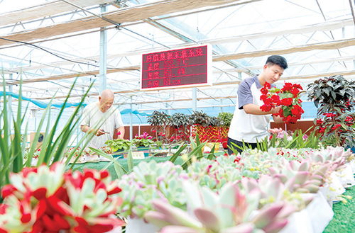 守好砂器老底子，种好花卉新苗子 传统技艺与现代农业的融合之路