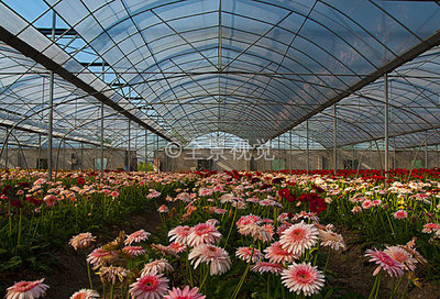 花卉大棚 从基础种植到创意背景的全面指南