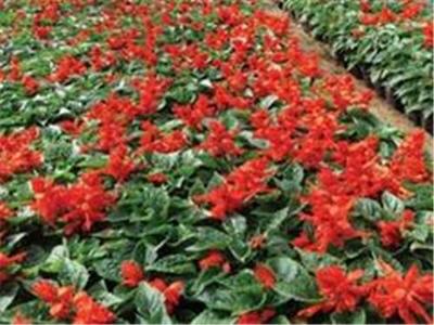 青州市红海花卉苗木 专业花卉种植的绿色领航者