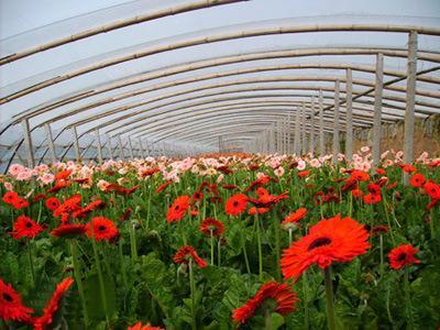 南国花城，产业芬芳——探访广州花卉种植基地