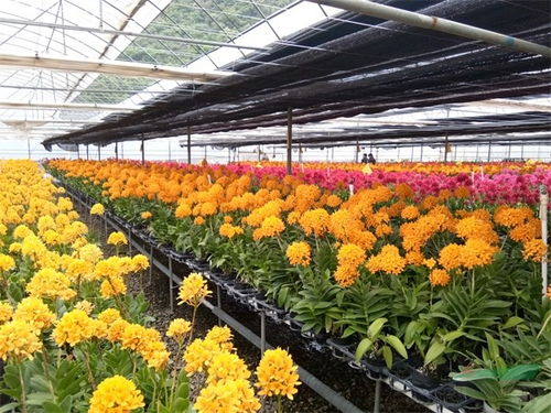 黔西南州绿缘公司 筑起兜兰的诺亚方舟，让珍稀花卉绽放世界