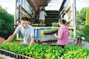 从田间到全球 中国花卉产业的种植智慧与出口蓝图