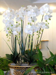 徐州市泉山区玛利花卉种植销售中心 打造城市绿洲，绽放花卉种植新篇章