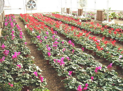 密云西田各庄 花卉种植开出“致富花”，铺就农民增收新路径