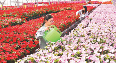 花卉种植助农增收 绽放的美丽经济