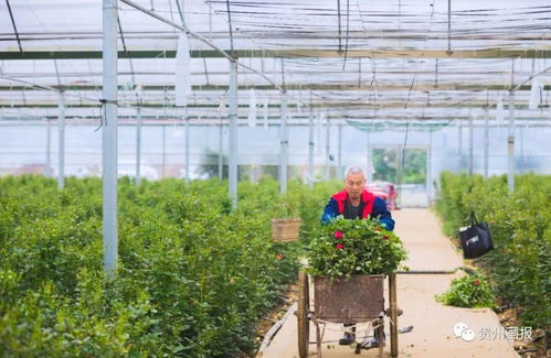 企村合作建基地 花卉种植助力乡村振兴