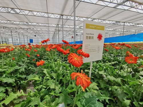 五链融合，链出绚烂鲜花经济——花卉种植产业的新模式
