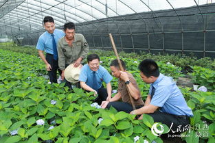 江西省检察院定点帮扶显成效 花卉种植助力乡村振兴