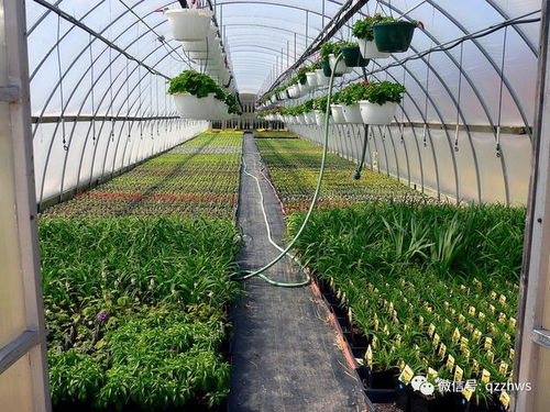 冬季温室大棚养护指南 花卉栽培安全越冬并不难