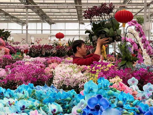 丰台七大花卉市场年宵花上新，品类突破百种迎新春