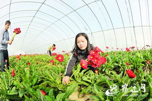 宿迁 江苏花木之乡的绿色崛起与新闻聚焦