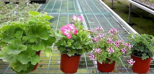 现代人养花卉需谨慎 这6种看似美观好养的室内盆栽可能损害健康