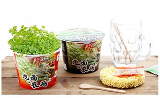 创意泡面桶盆栽 Ecoey绿植DIY与福安市艺园工艺品厂的花卉种植之道