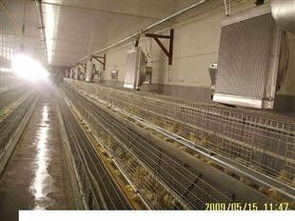 花卉种植 从入门到精通的园艺之旅